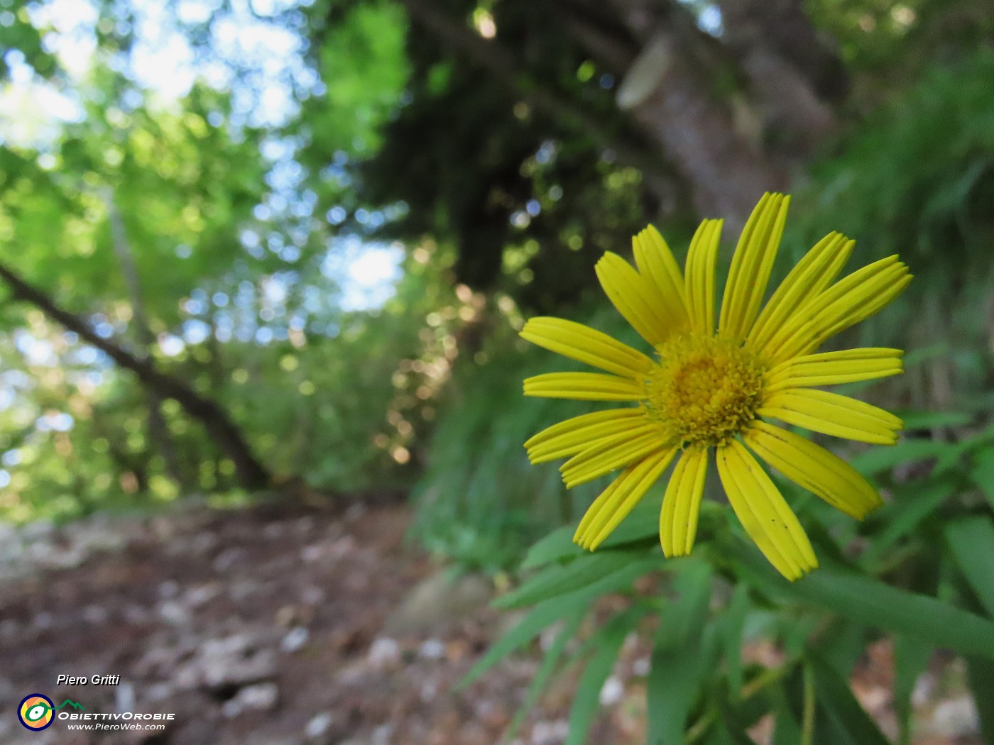 33 Bel fiore giallo di Doronicum.JPG